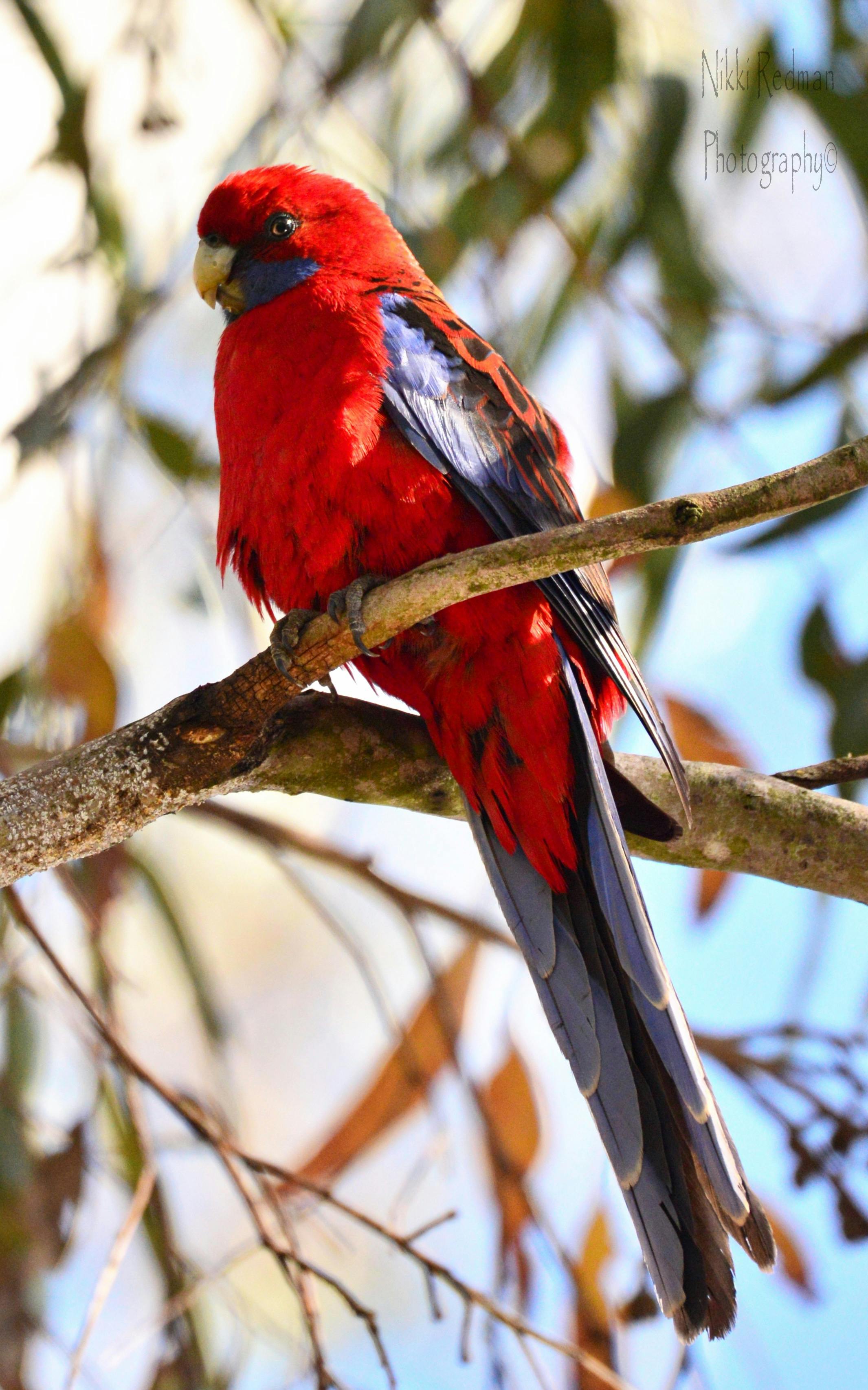 Birdlife on Kangaroo Island