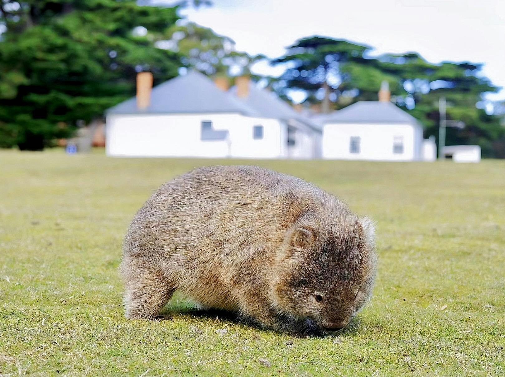 A close encounter with a wild wombat on Maria Island
