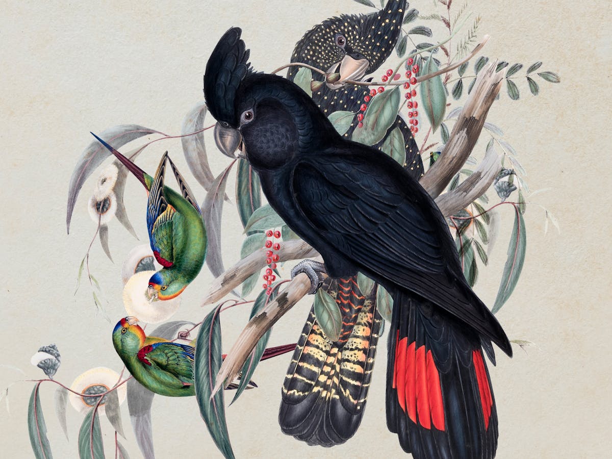 On show now at the Australian Museum