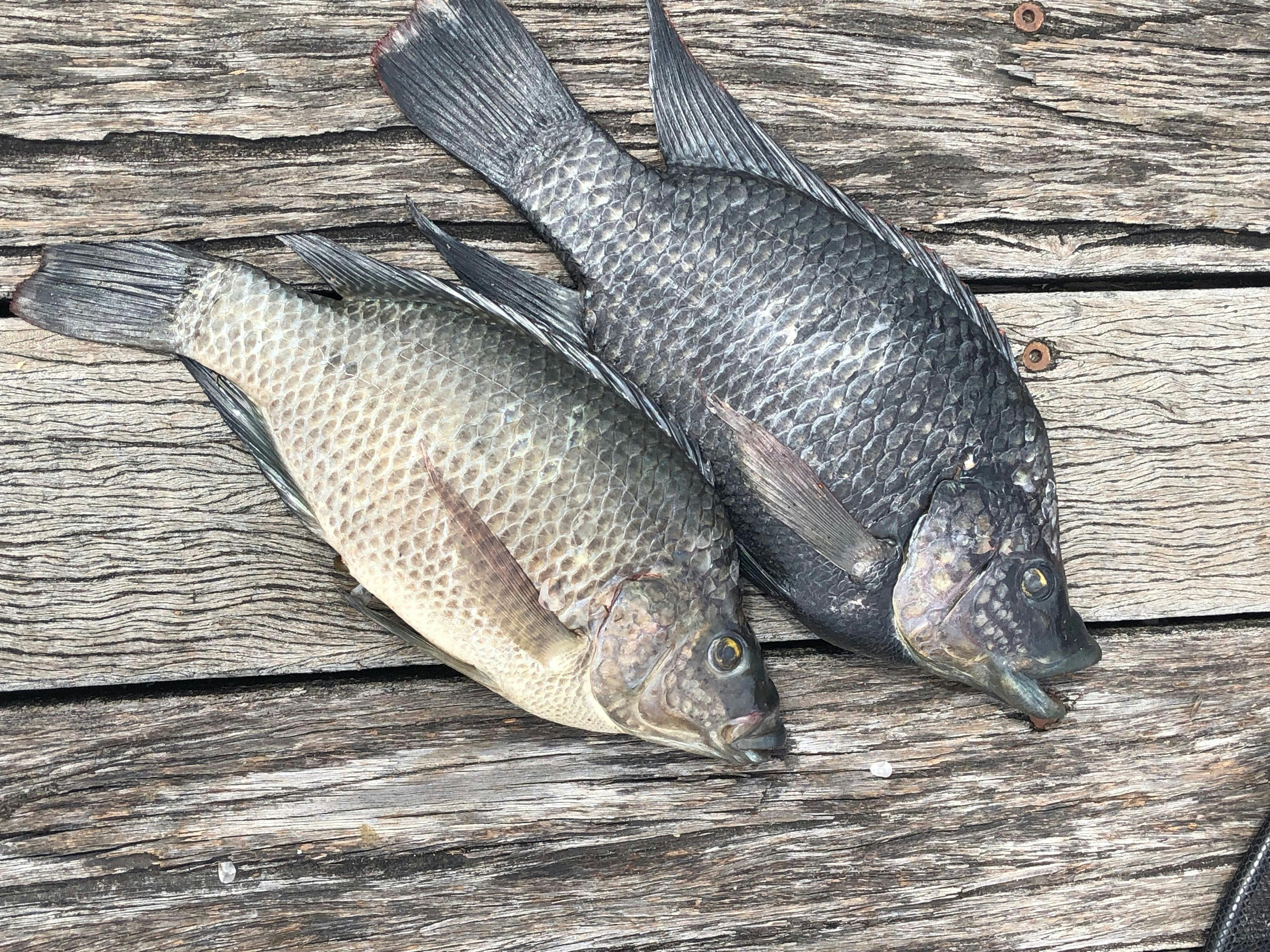 Redlands Invasive Fish Quest