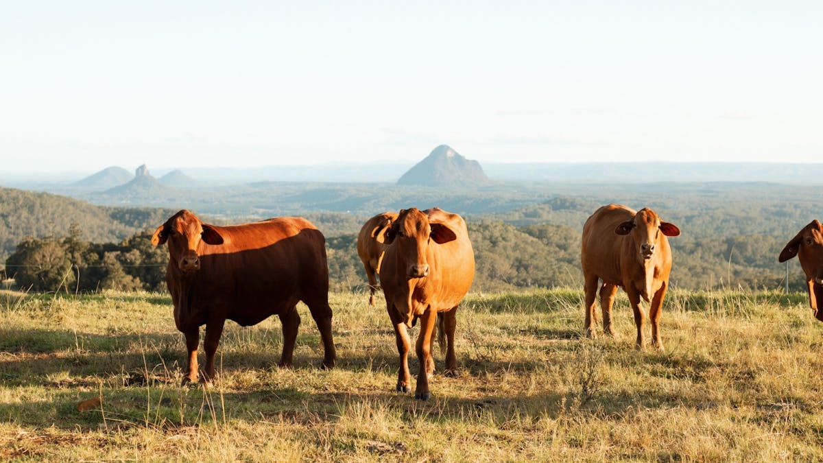 Burgess Cottage Farm Stay Sunshine Coast Hinterland