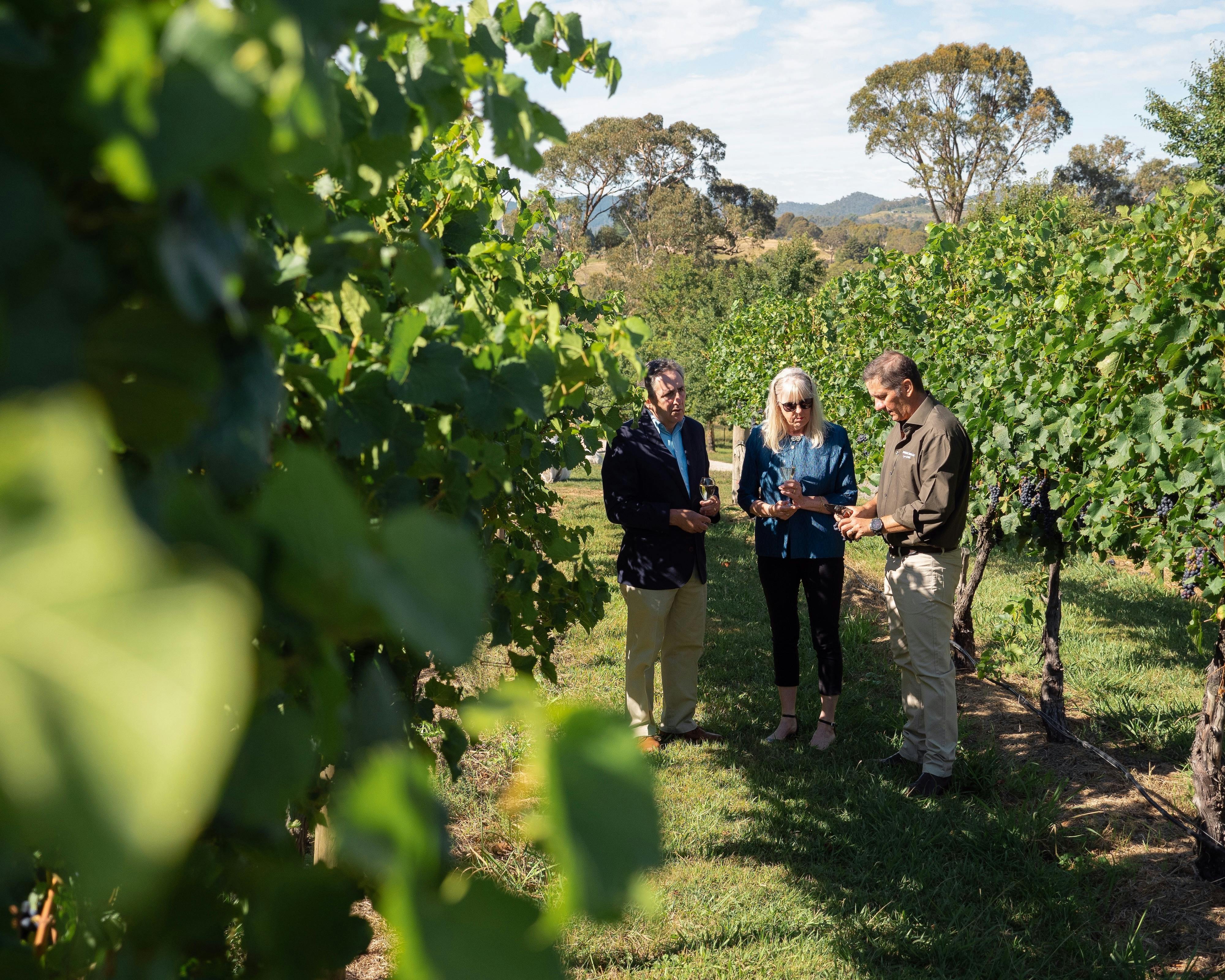 Swinging Bridge Winemaker Tom Ward with two guests in Hill Park vineyard