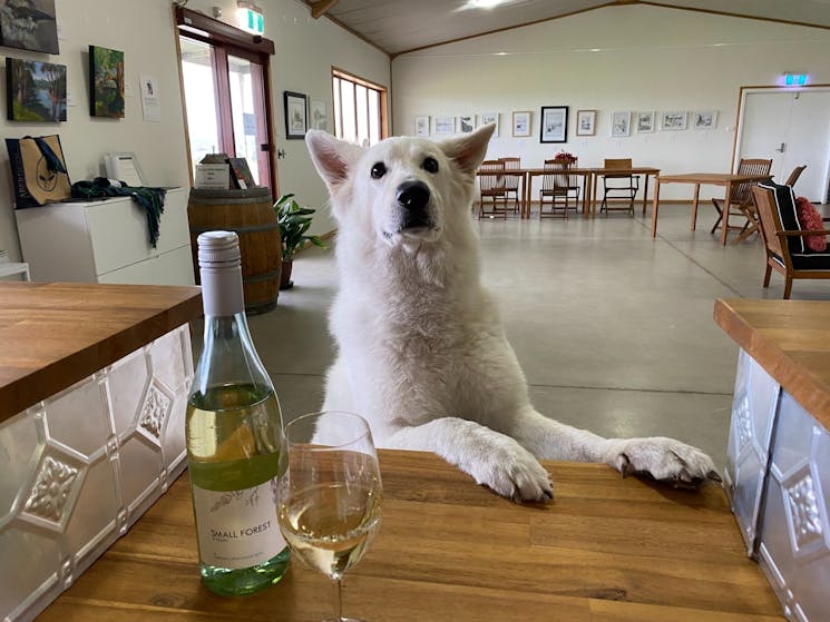 The cellar door is pet friendly, please bring your fur baby. Dogs are welcome.