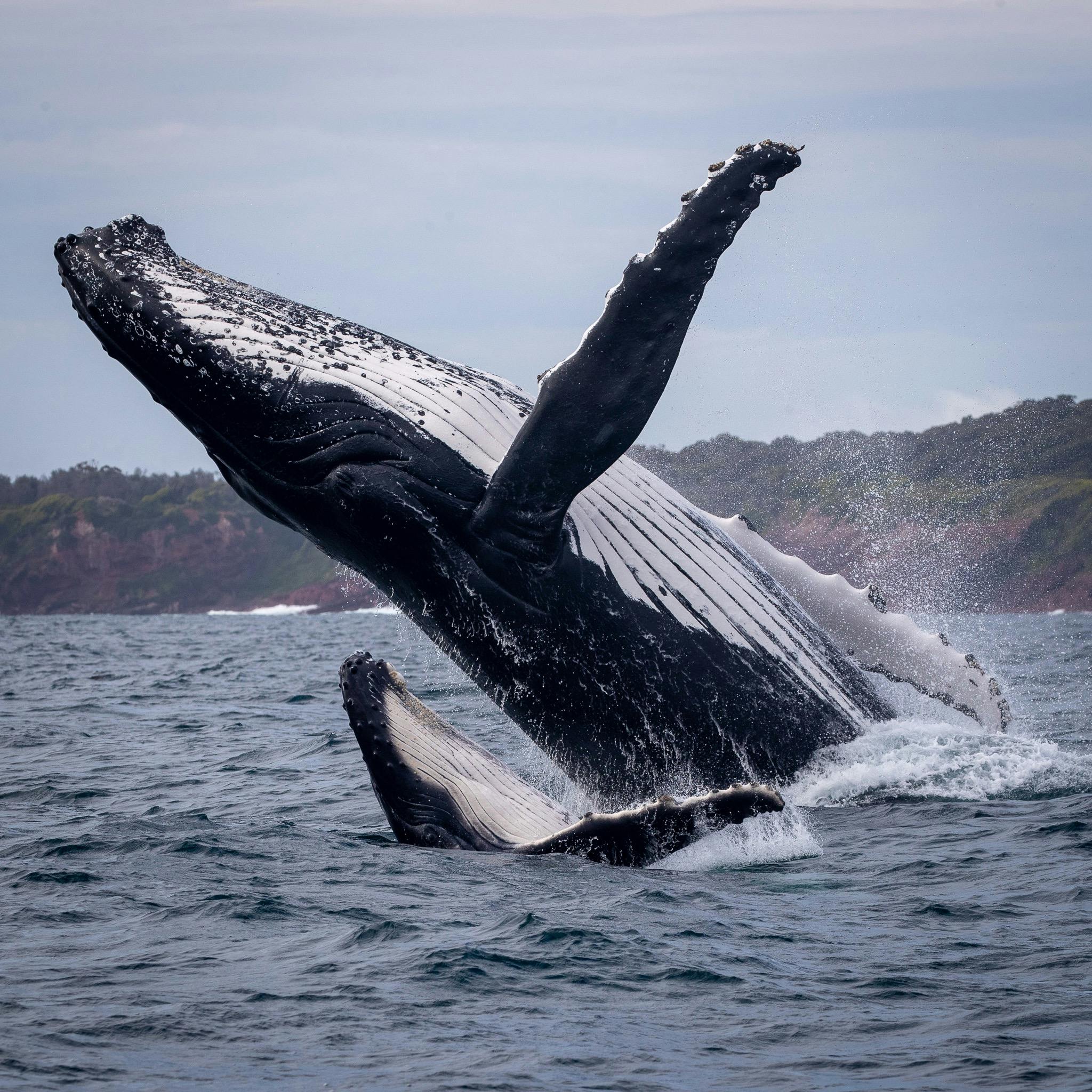 Mother and Calf double breach, Merimbula Bay