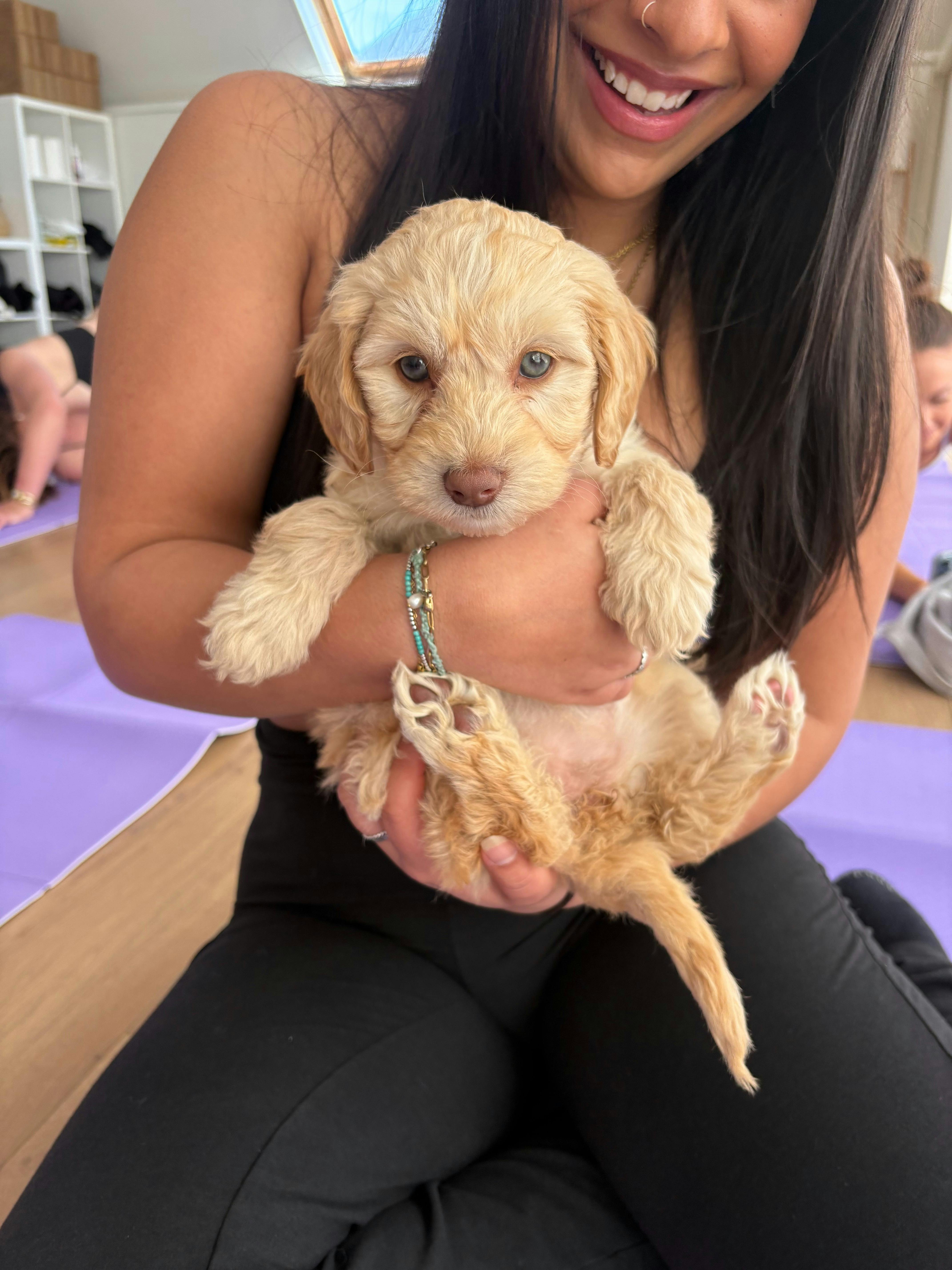 Yoga Paws | Puppy Yoga Sydney