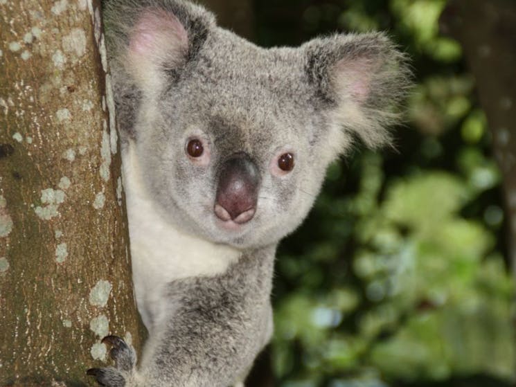 A koala peeking around a tree