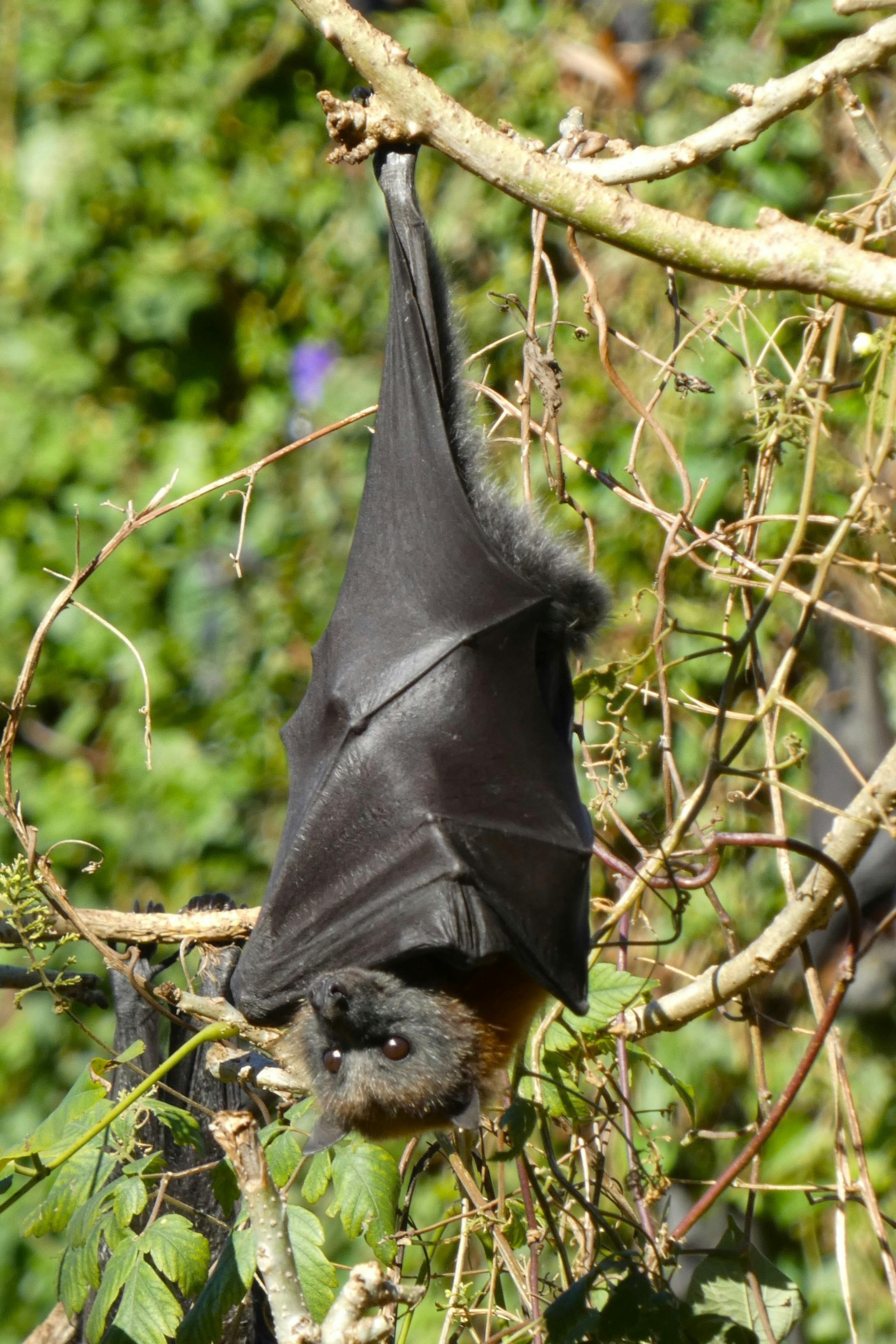 Grey-headed flying fox hanging in tree