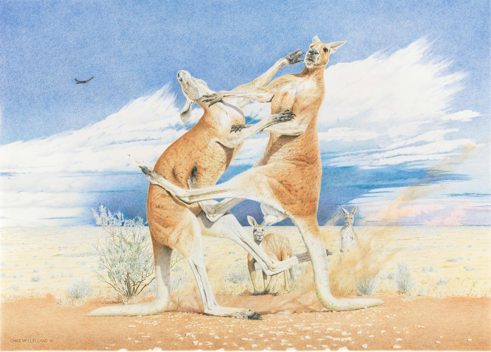 Kangaroos fighting on the Hay Plains NSW