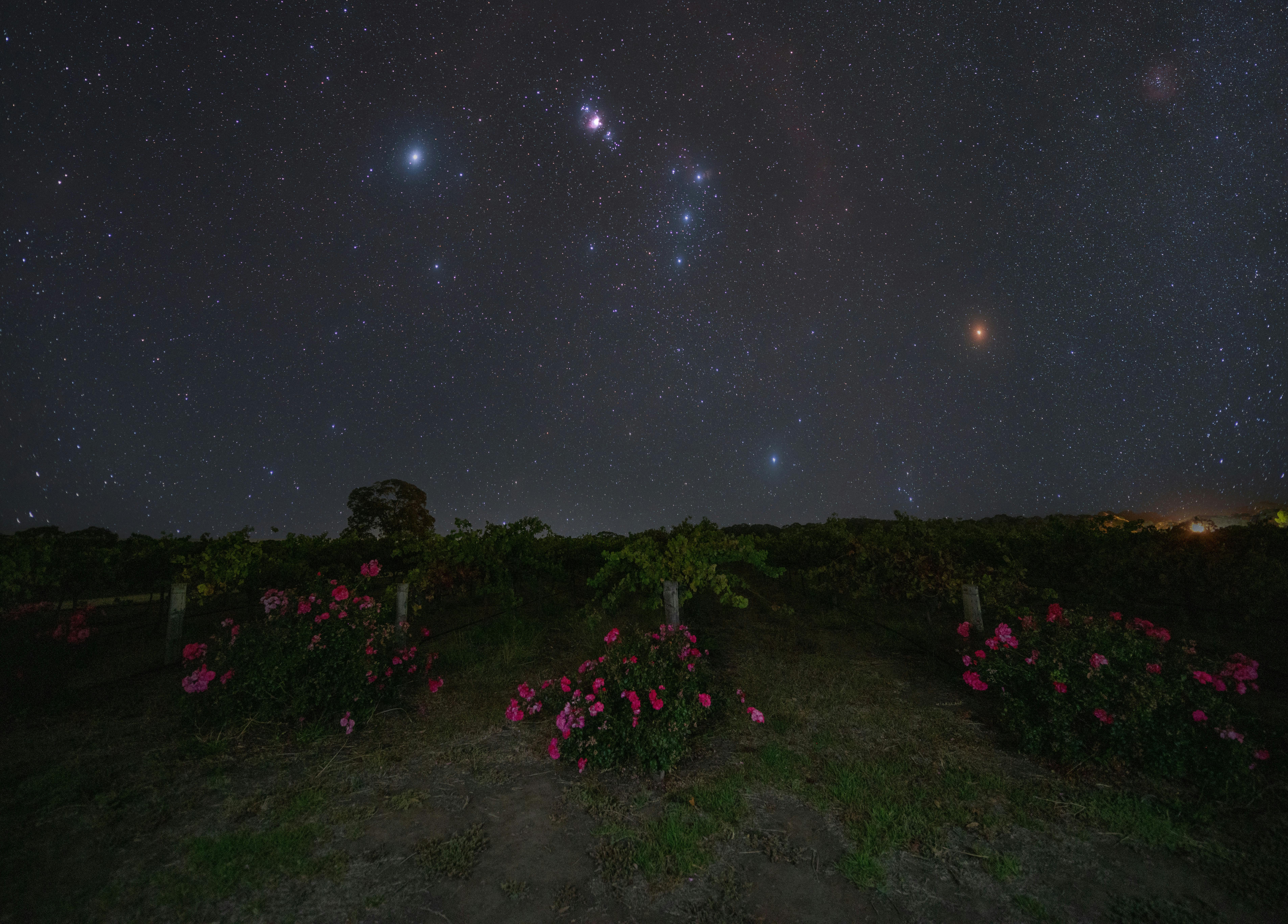 Vines and Vistas -Night Photography Workshop