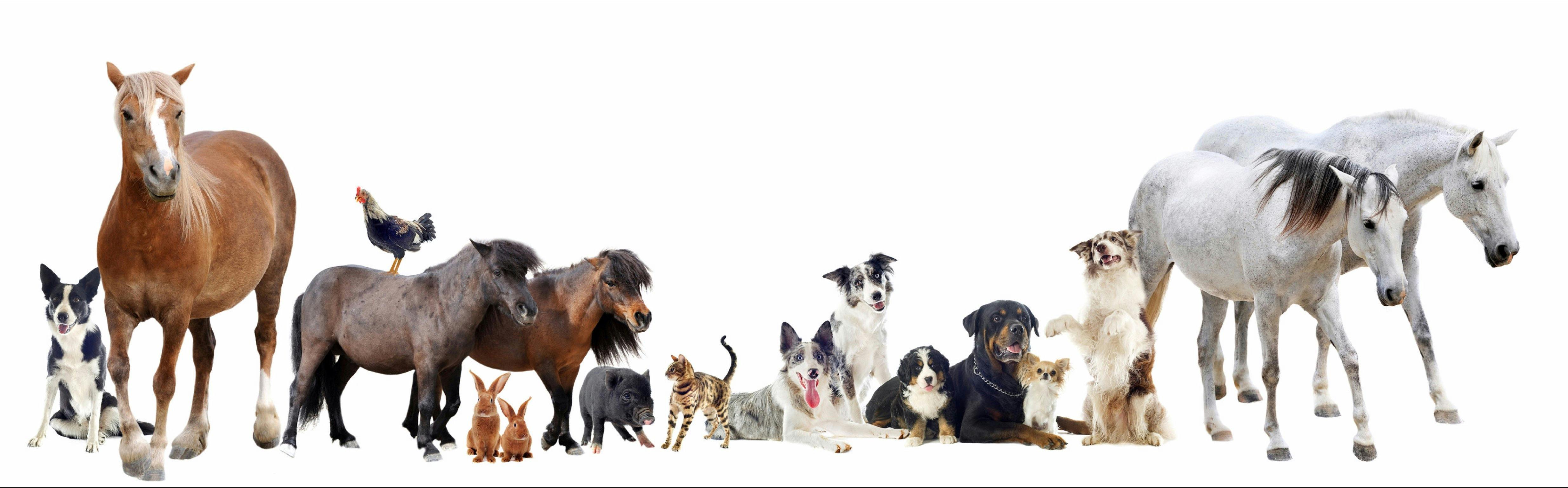 Critter Sitter Resort Care