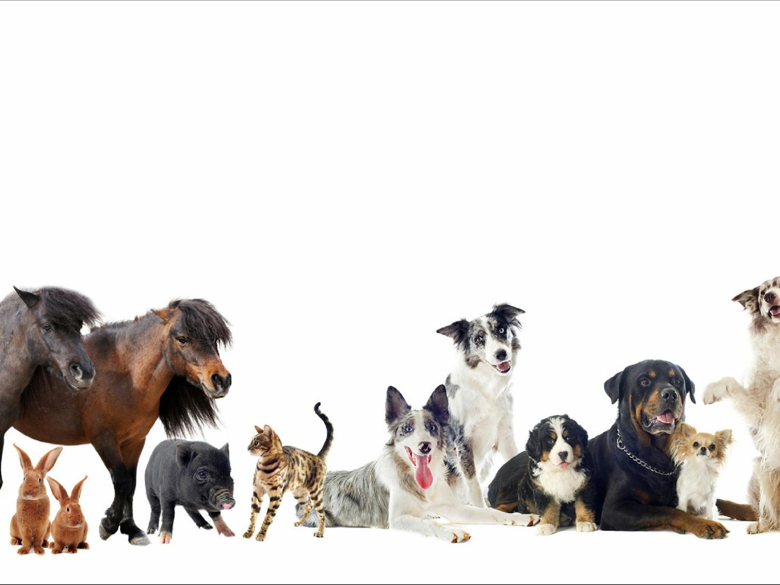 Resort Care & Pet sitting