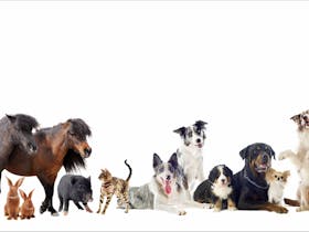 Critter Sitter Resort Care