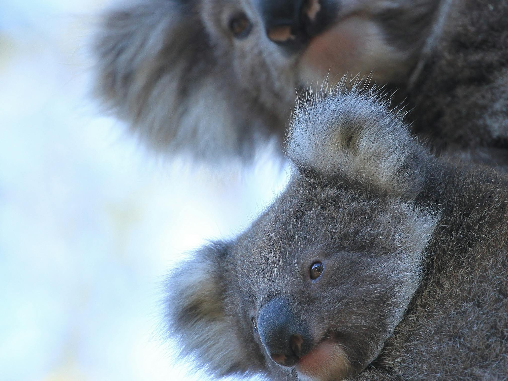 Raymond island Koala Trail