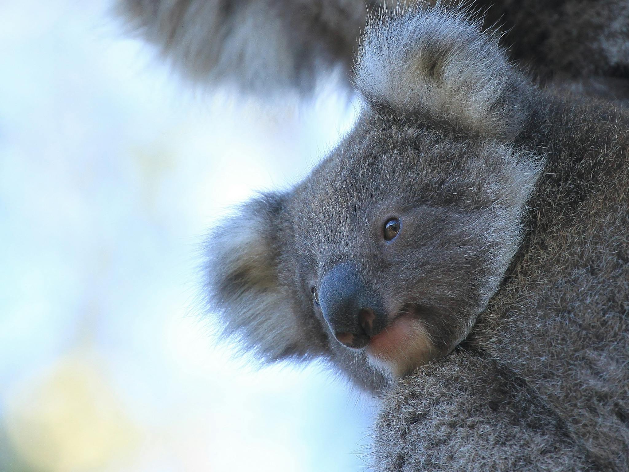 Raymond island Koala Trail