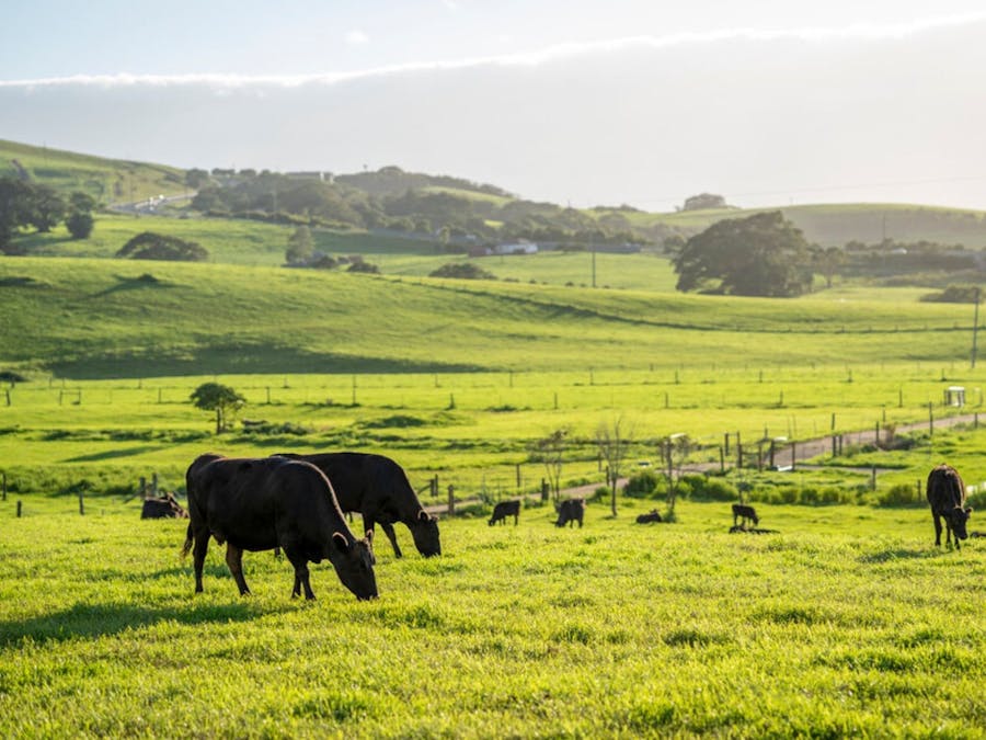 Cows eating