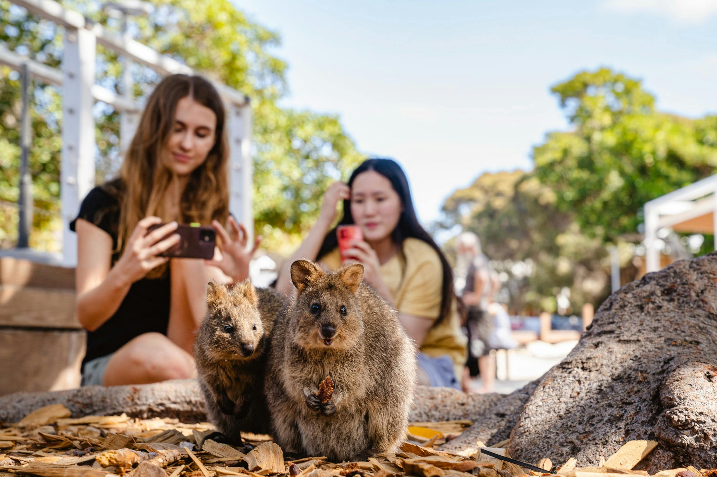 Quokka selfie with Segway Tours WA, Rottnest