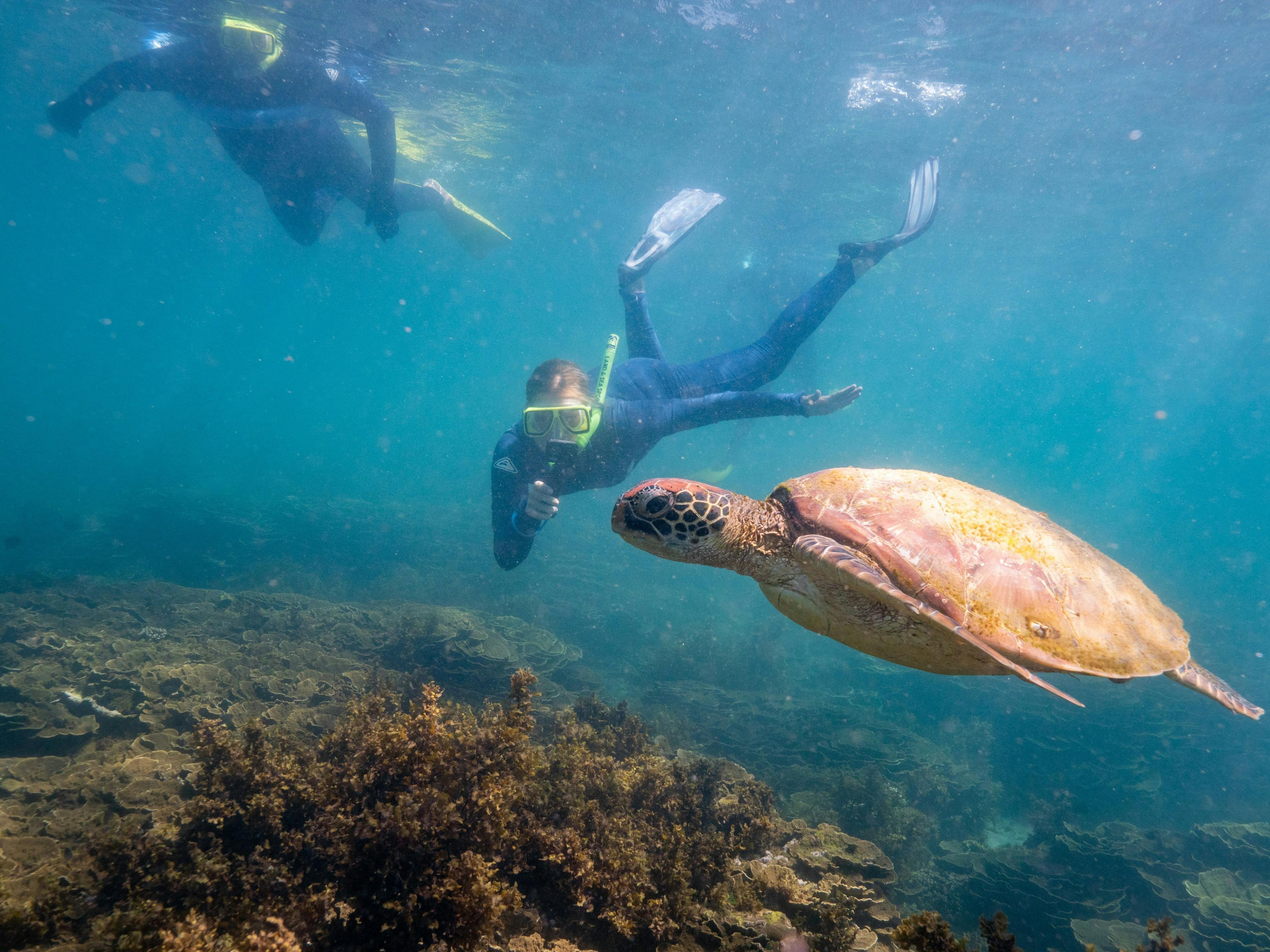 guest swimming and snorkelling near a turtle