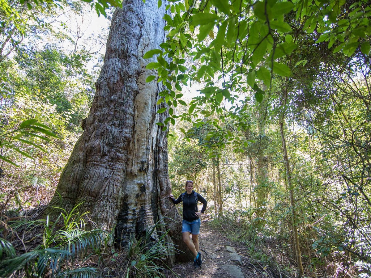 Woman standing beside a very large tree on Thylogale Track, Mount Nebo