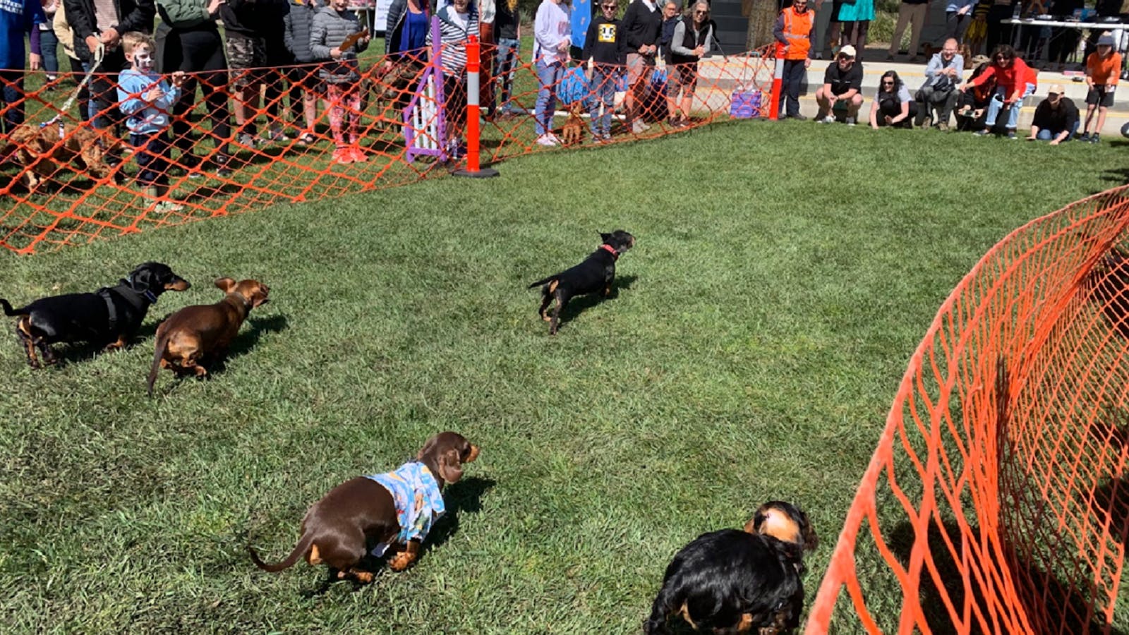 The other race that stops the nation, the DDO Dashchund Dash!