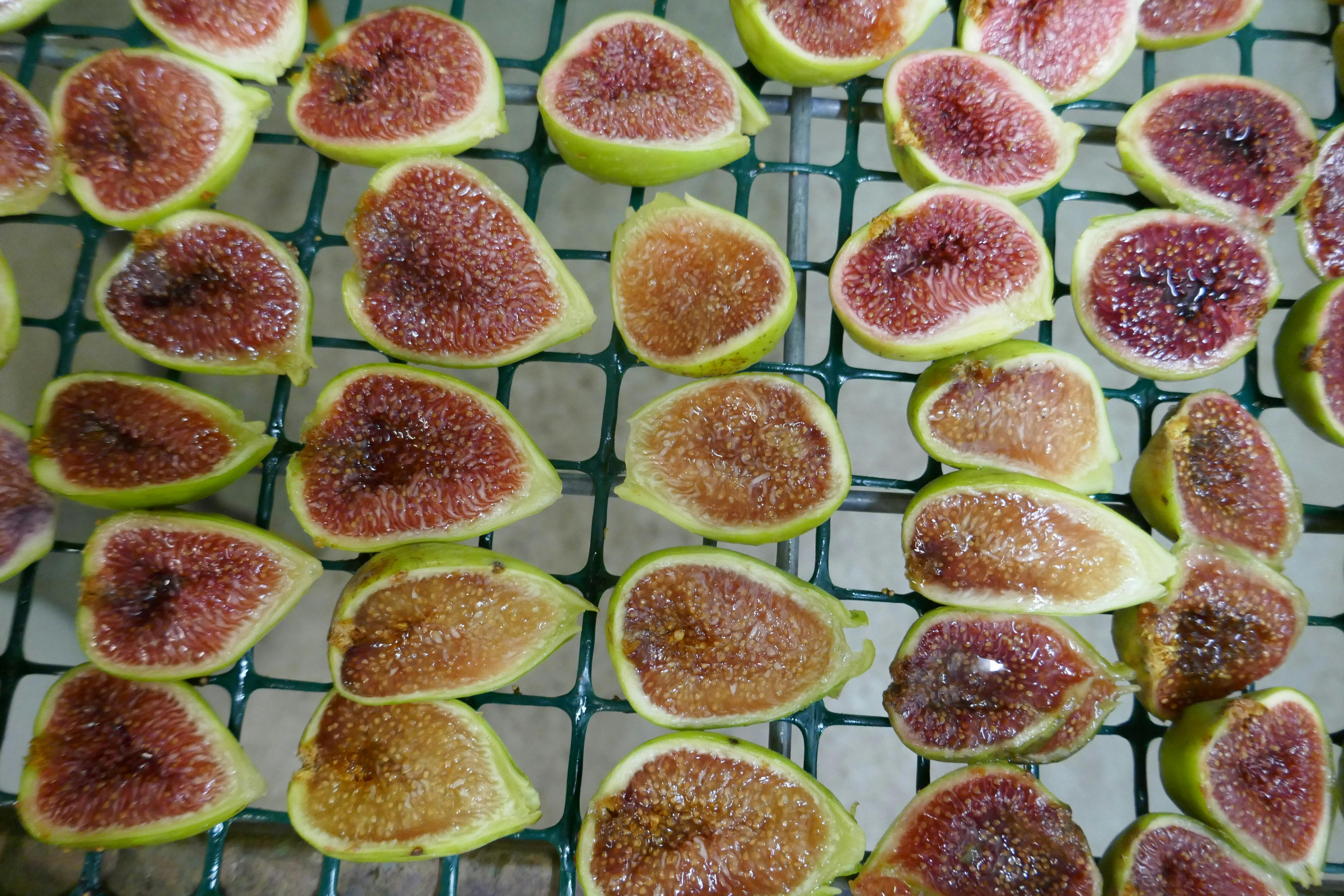 Organic figs being dried