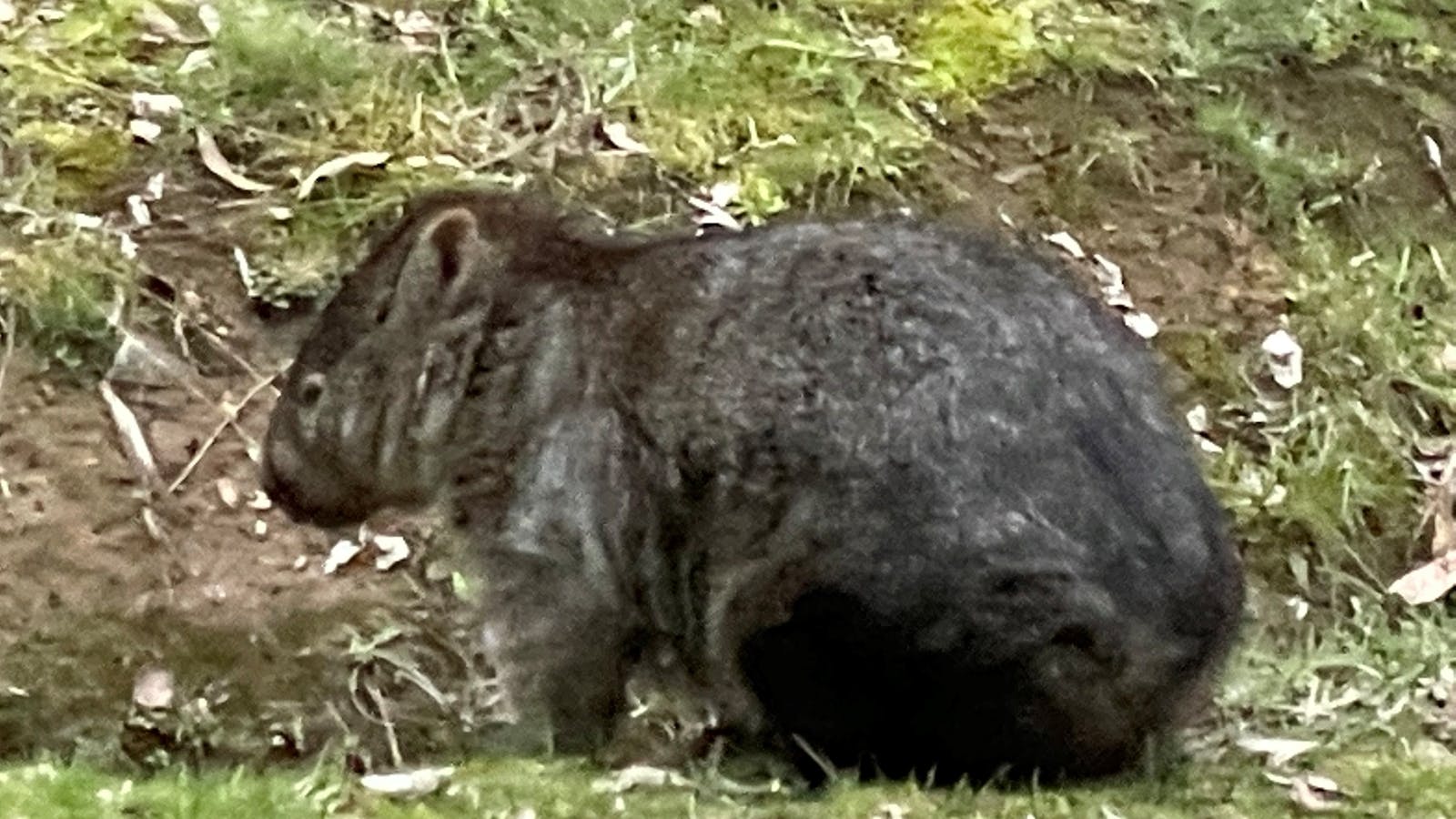 Our resident wombat