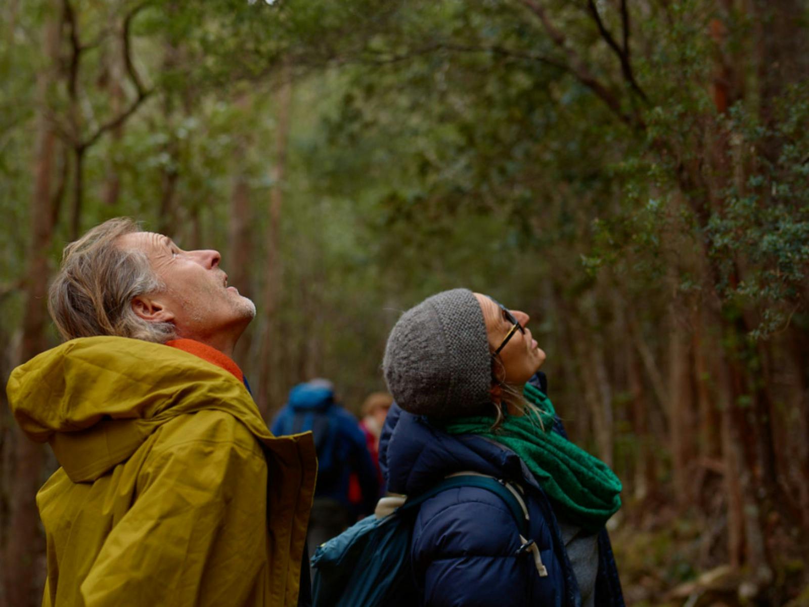 Beaker Street - Fern Tree Forest Ecology