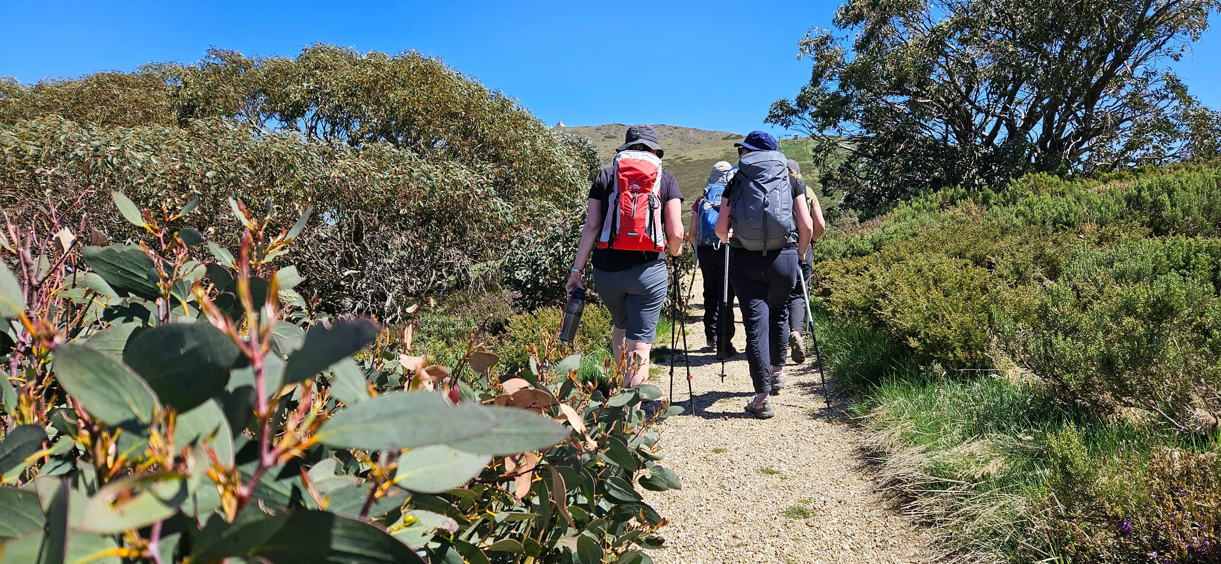 Hiking along the Nature Trail at Mt Buller.