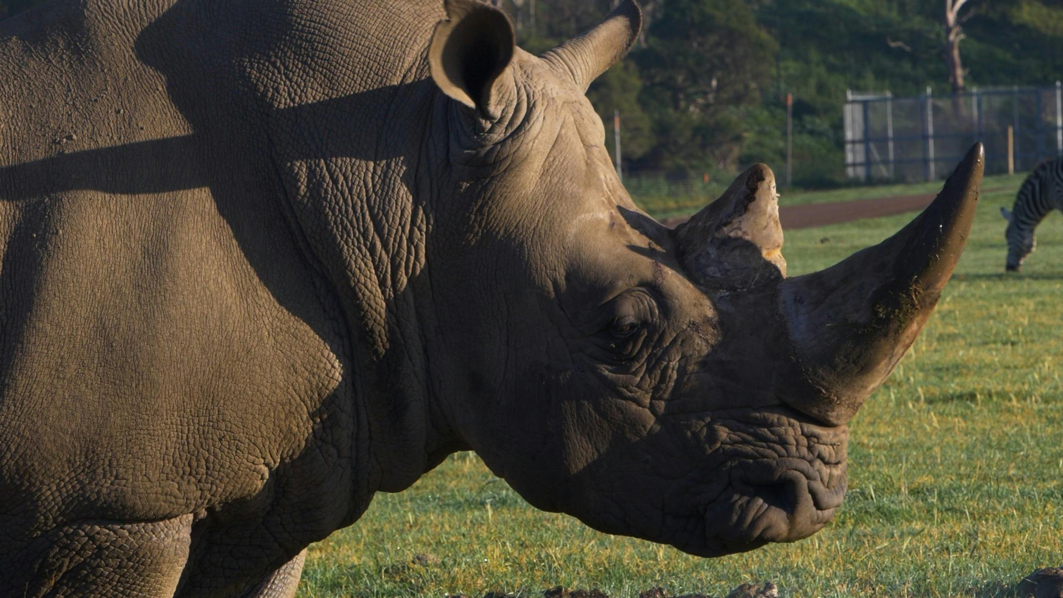 Raising Rhinos Experience at Werribee Open Range Zoo
