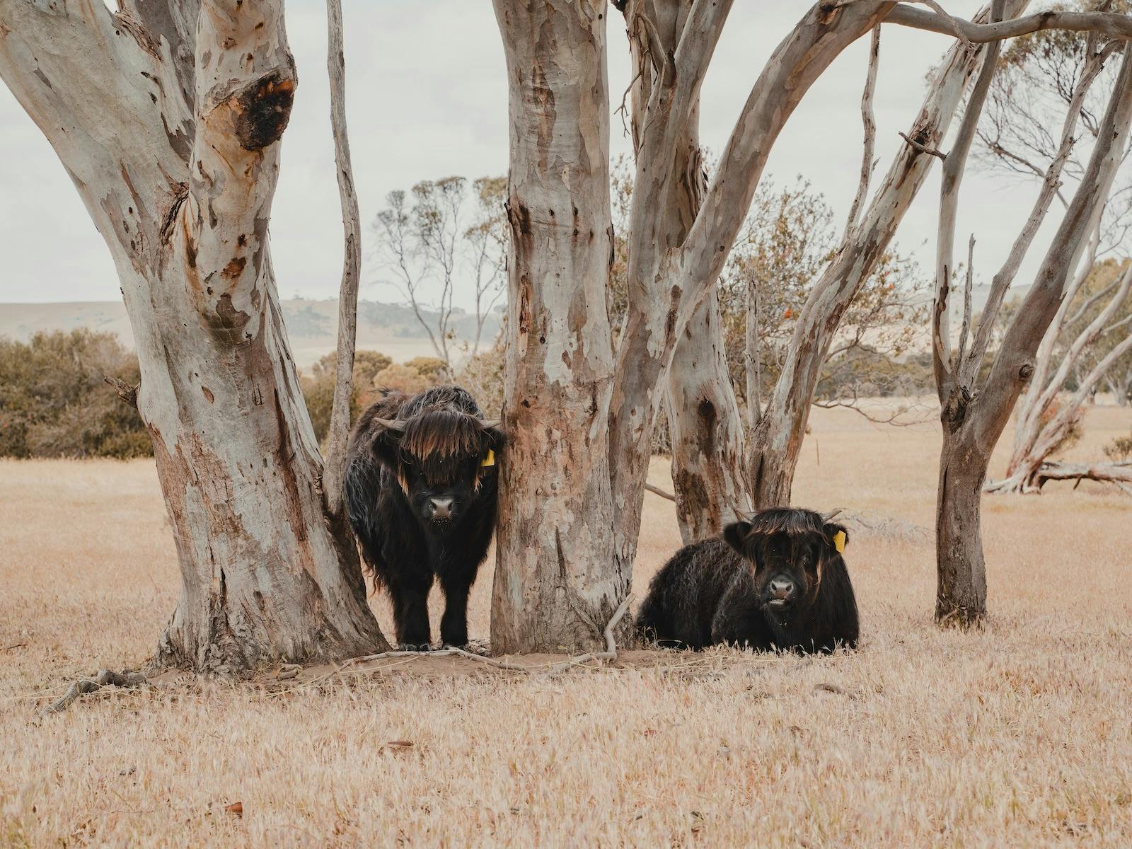 Solstice Kangaroo Island Highland Cow and Farm Experiences