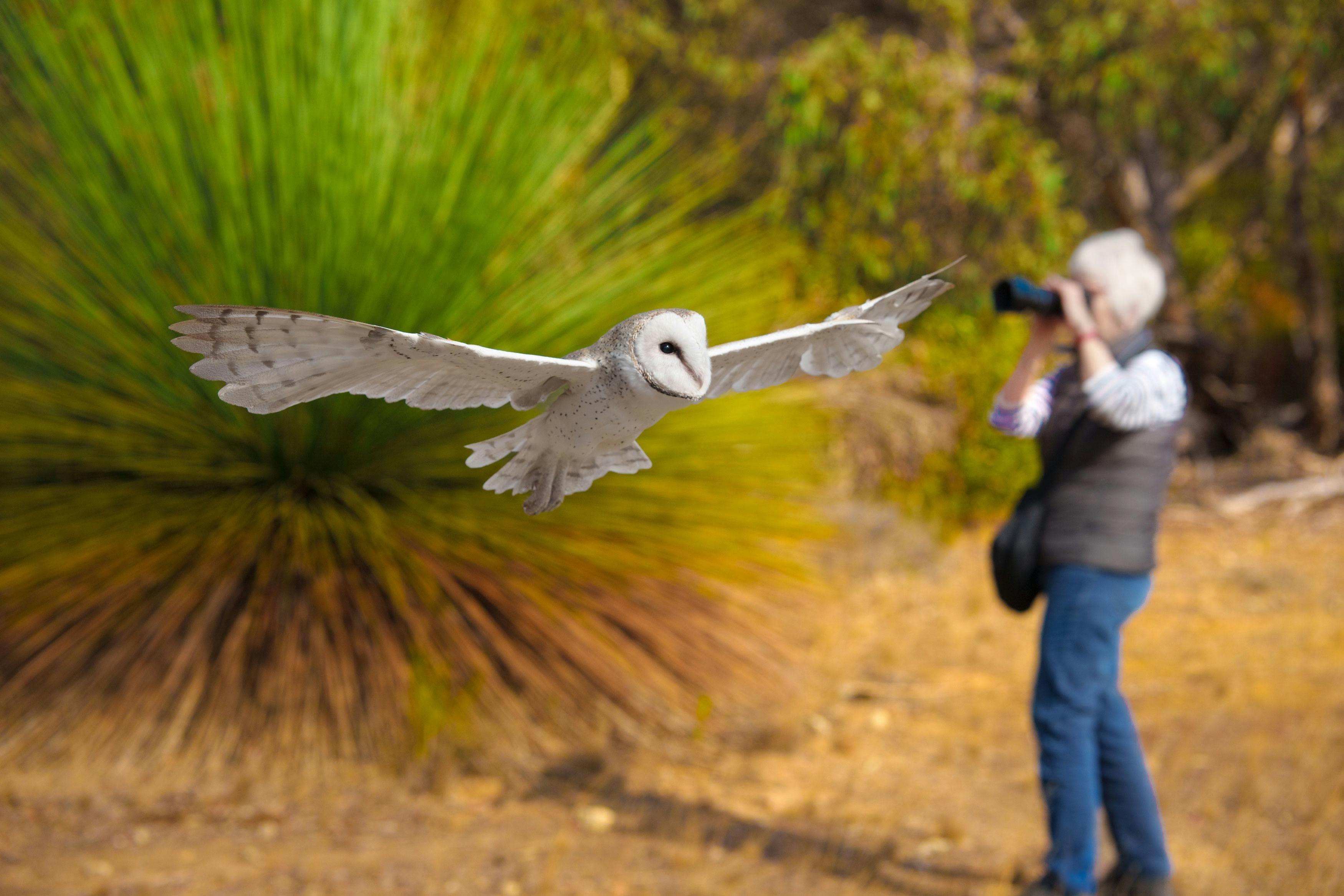 Bird photography tuition with Adventure Art Photography on Kangaroo Island, South Australia.