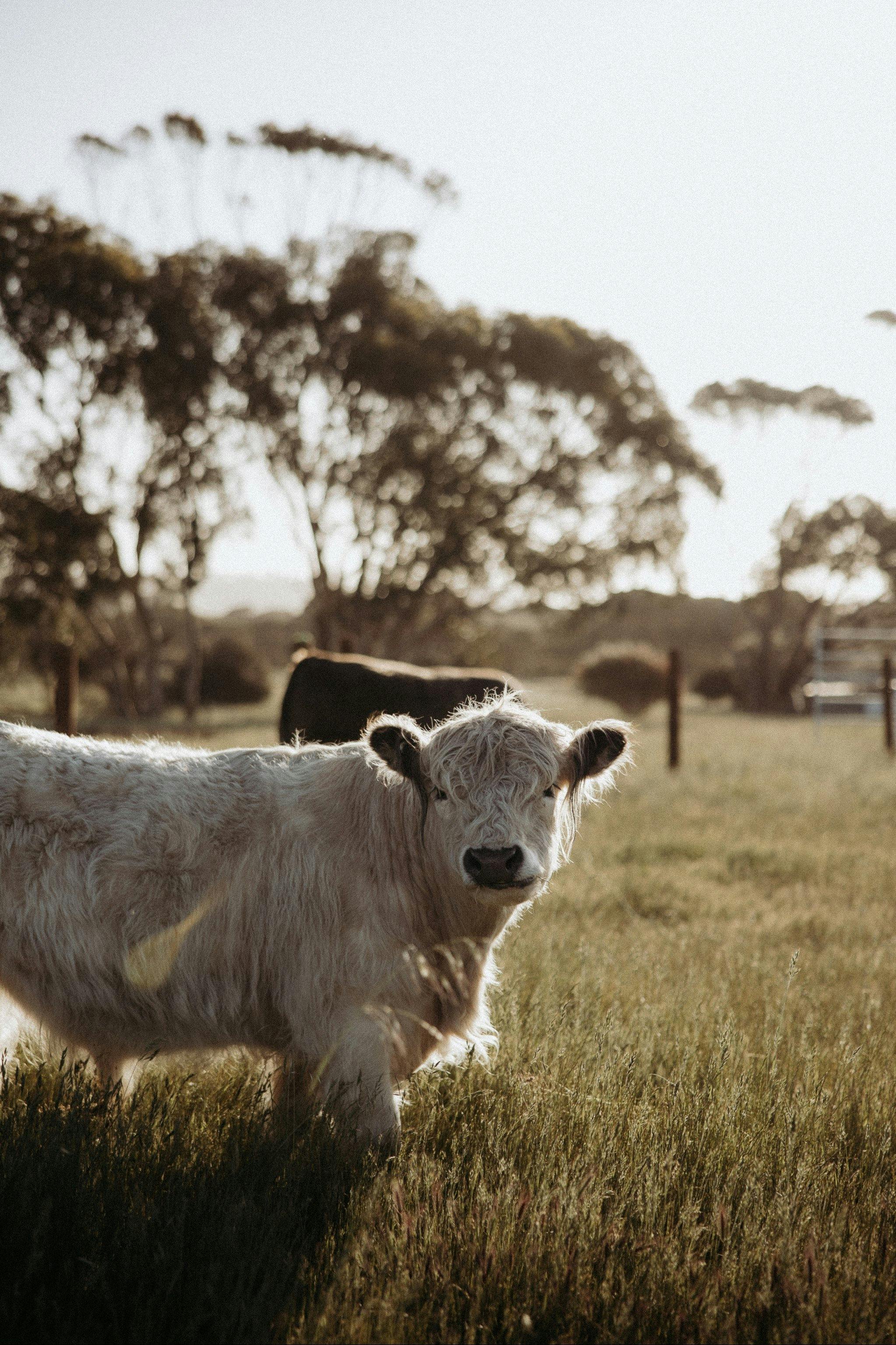 Solstice Kangaroo Island Mix and Match