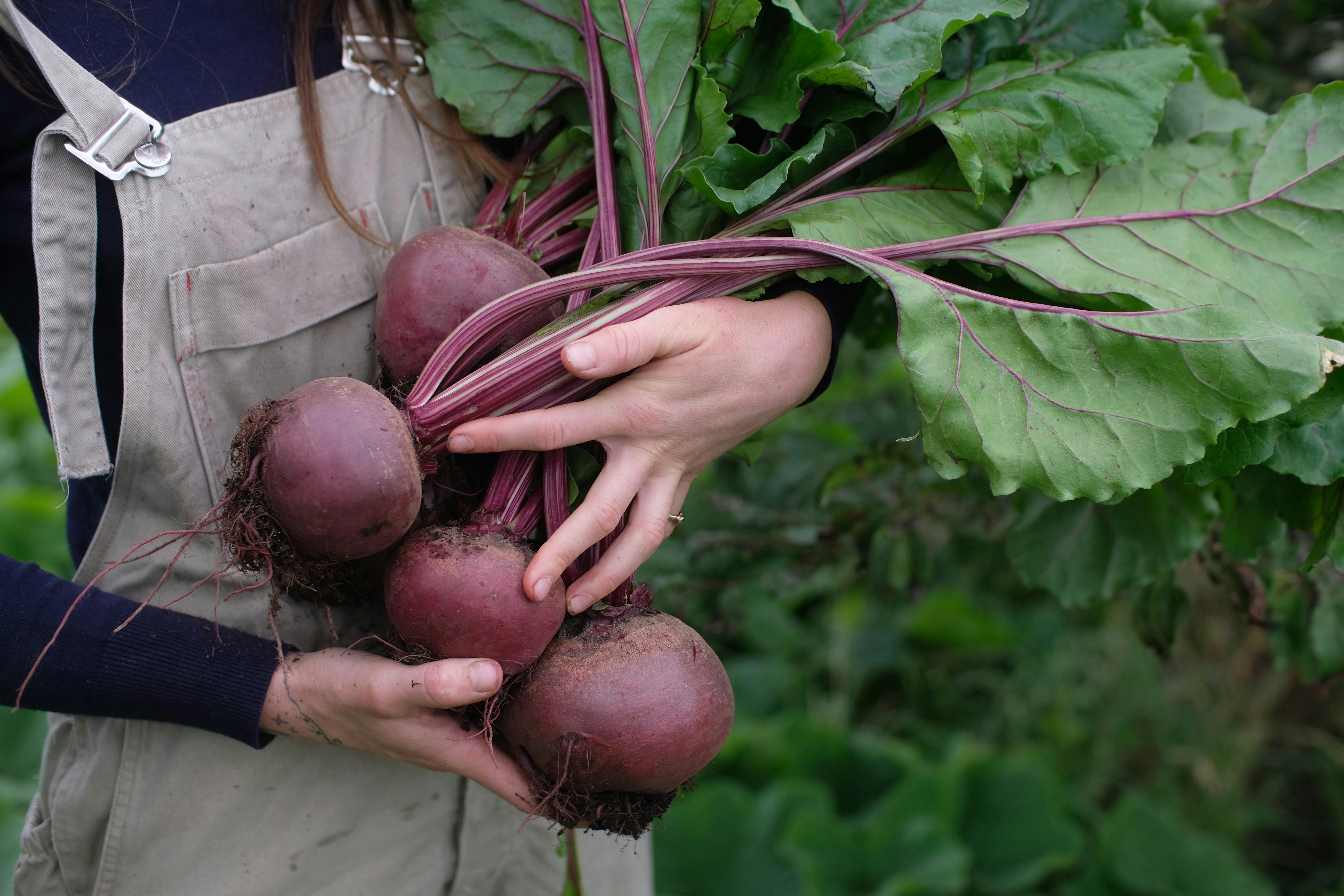 Seasonal Produce from our Market Garden