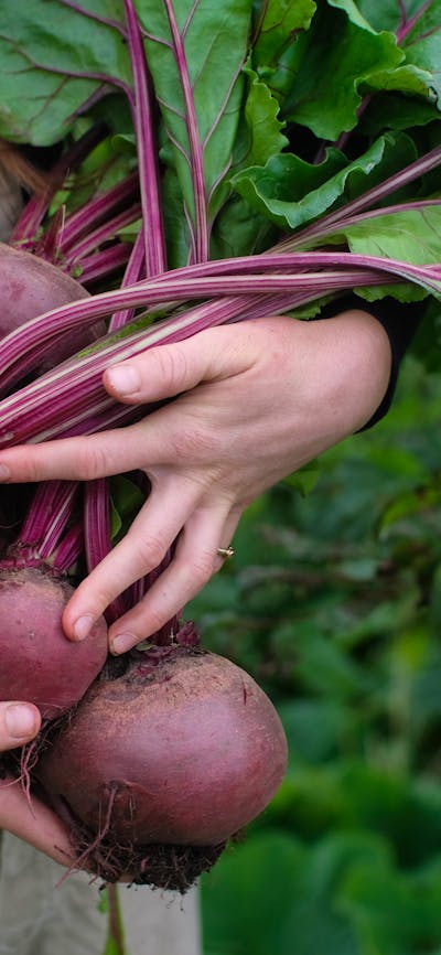 Seasonal Produce from our Market Garden