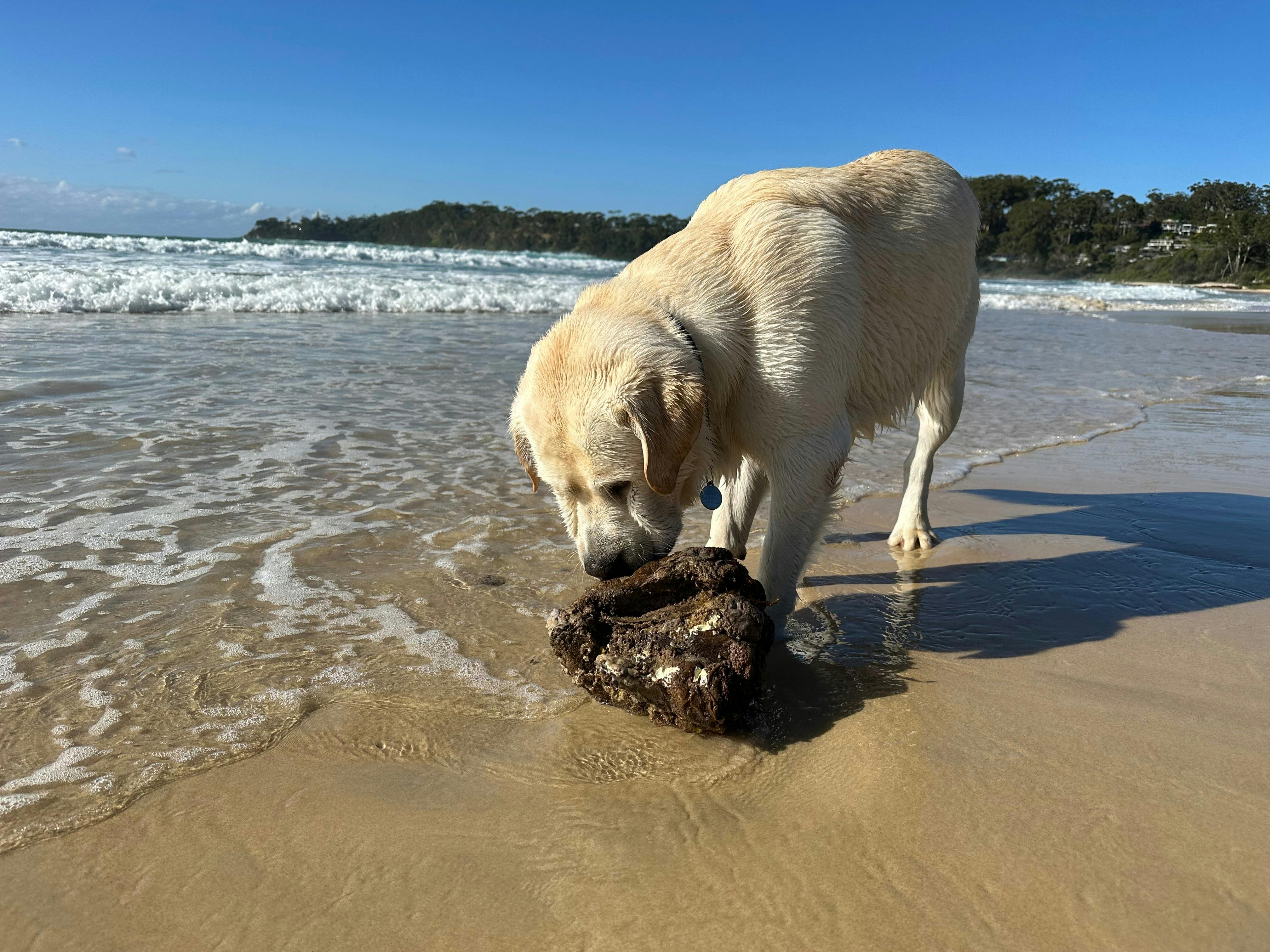 不拴狗繩的海灘