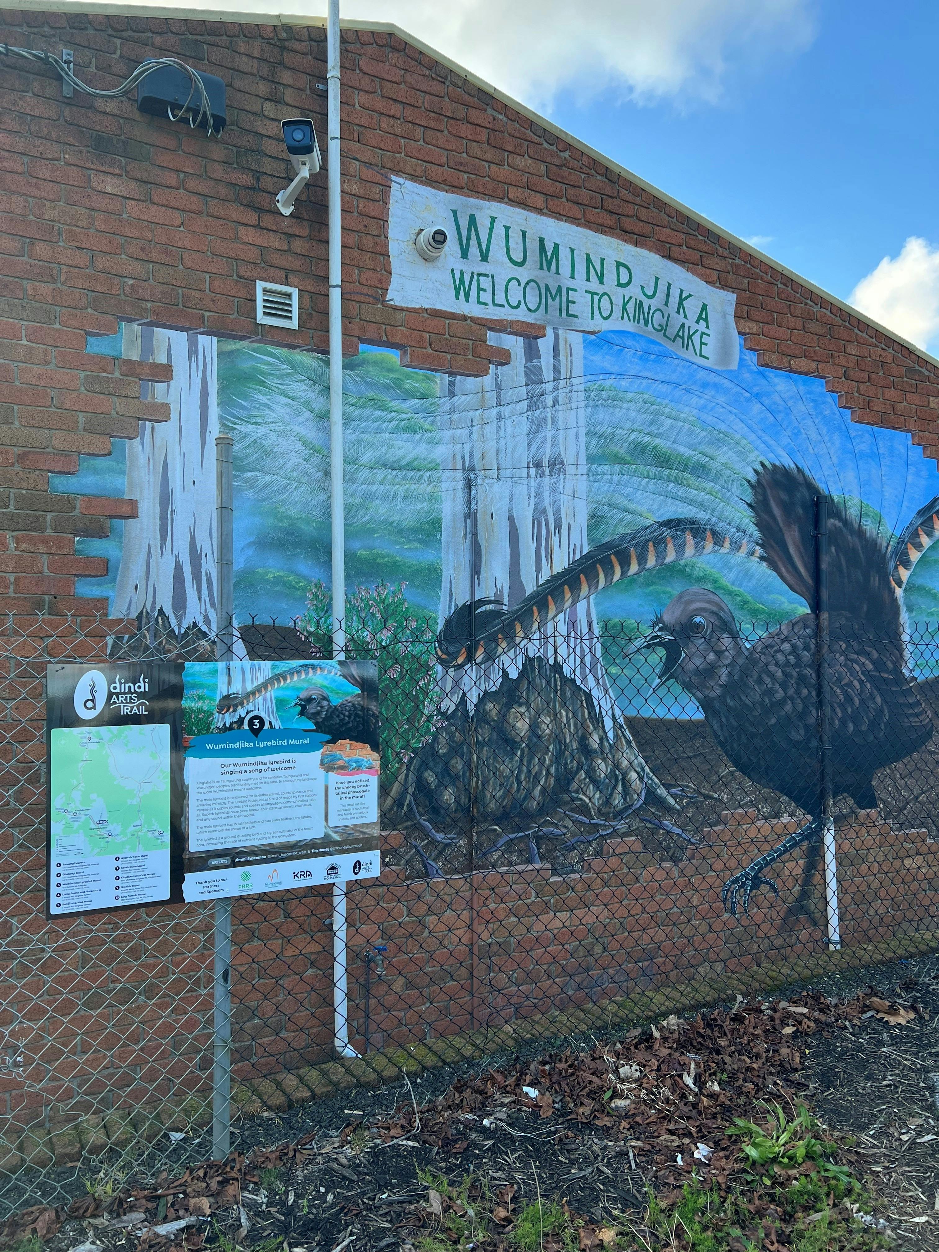 Wumindjika Lyrebird, Kinglake