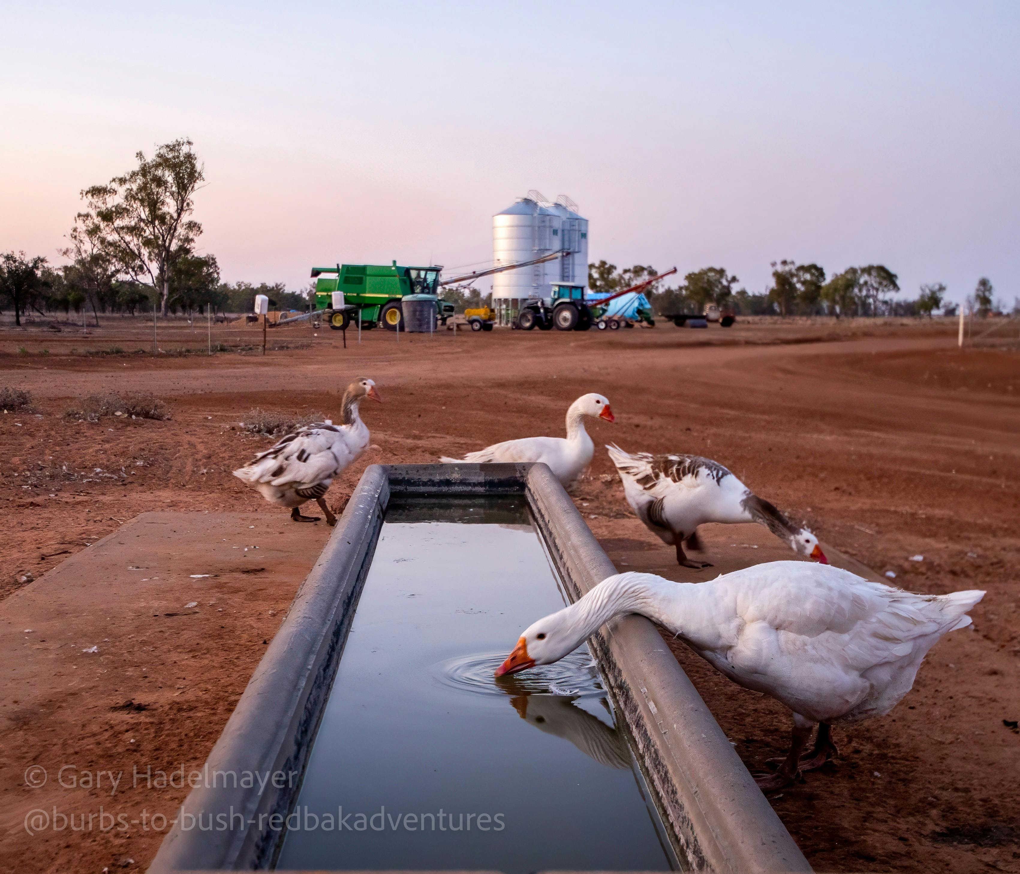 farm geese have a drink at the trough