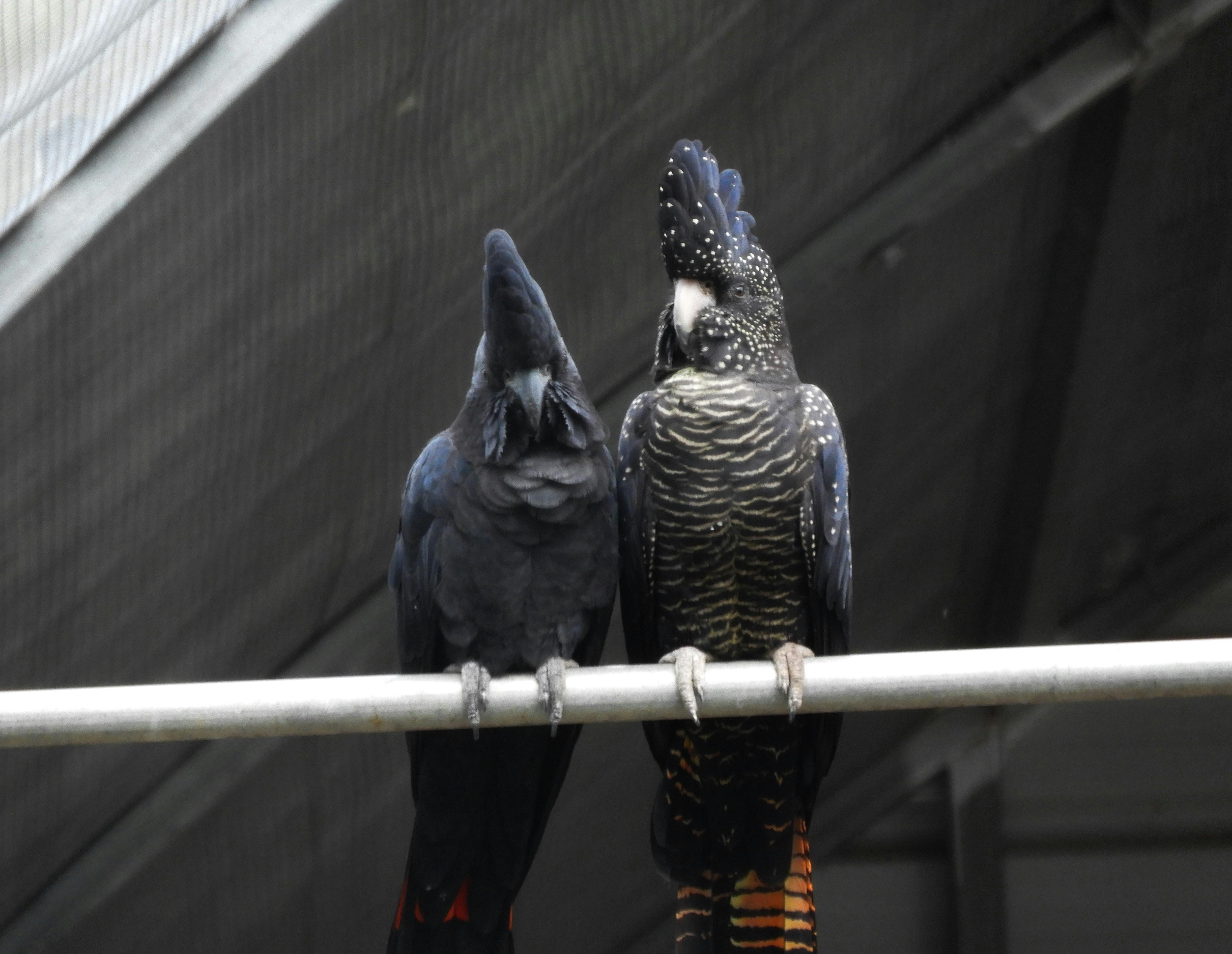 Urana 自由飞行鸟鸟舍