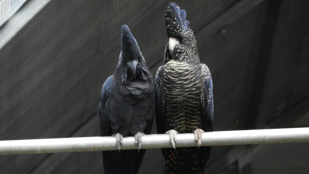 urana bird aviary
