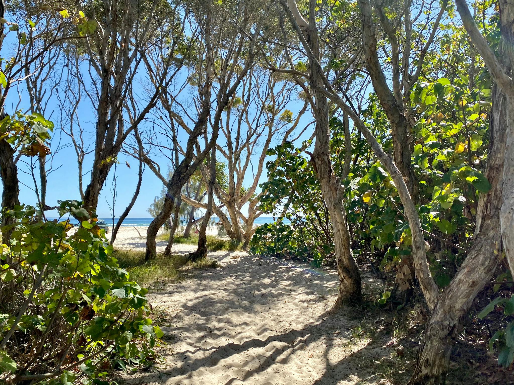 Track through to beach containing an abundant of Ancient first peoples bush knowledge! Track through to beach containing an abundant of Ancient first peoples bush knowledge!
