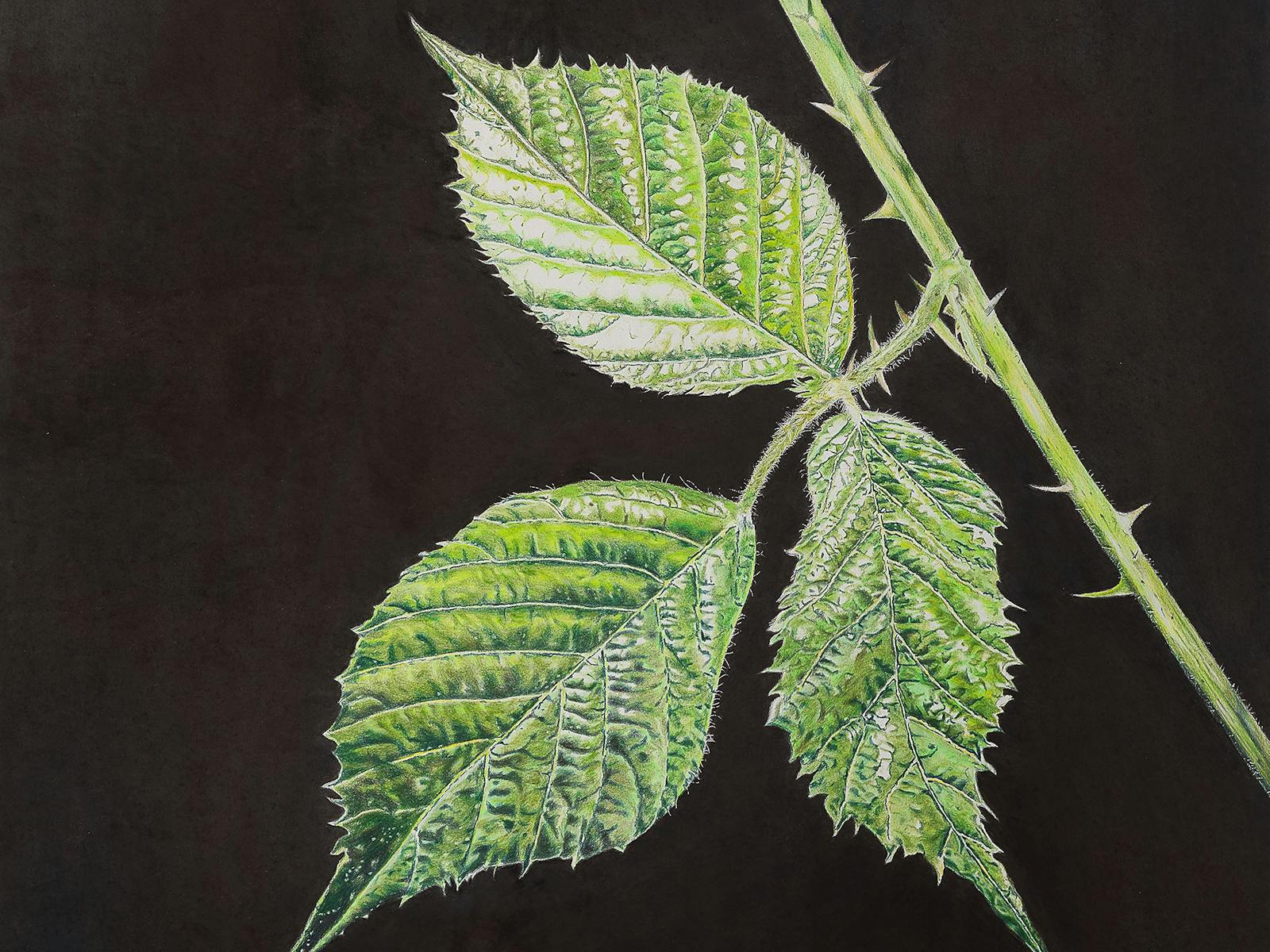 this is a colour pencil drawing of green blackberry leaves on a black background .