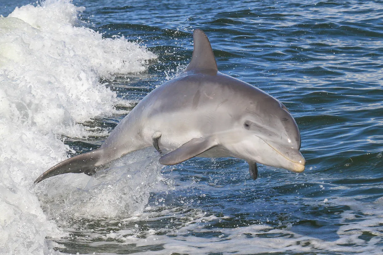 Dolphin Safari