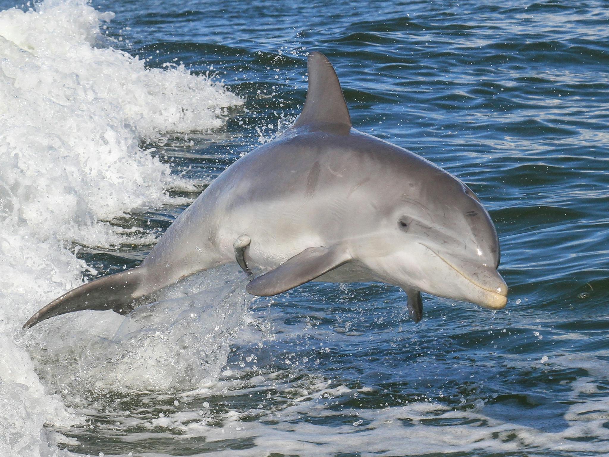 Bottlenose Dolphin Bottlenose Dolphin