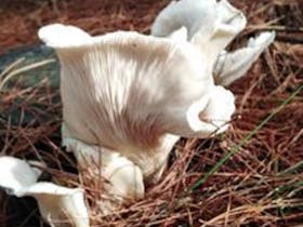 A lovely white ghost mushroom.  These can be seen glowing at night along the Mount Burr Trails.