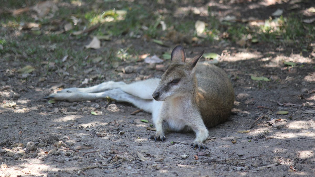 Wallabies are common visitors every afternoon, often spotted lazing nearby the walking trails.