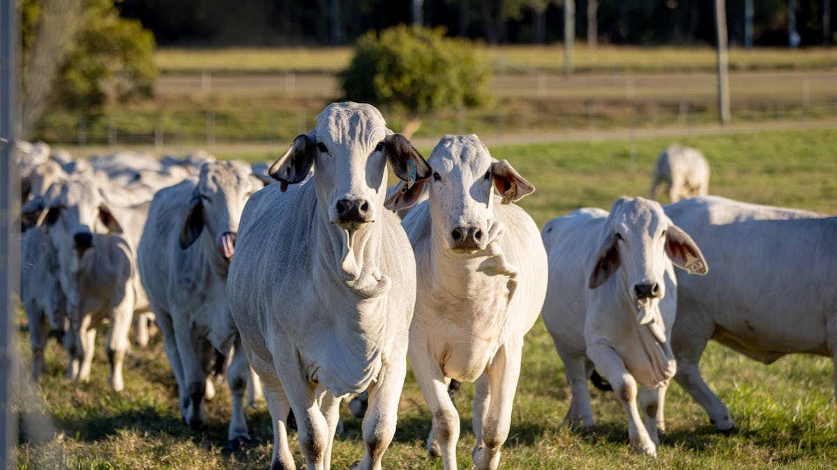 A herd of white Brahman cattle on a farm in Mackay Region