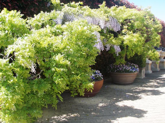 Gardenalia Open Garden