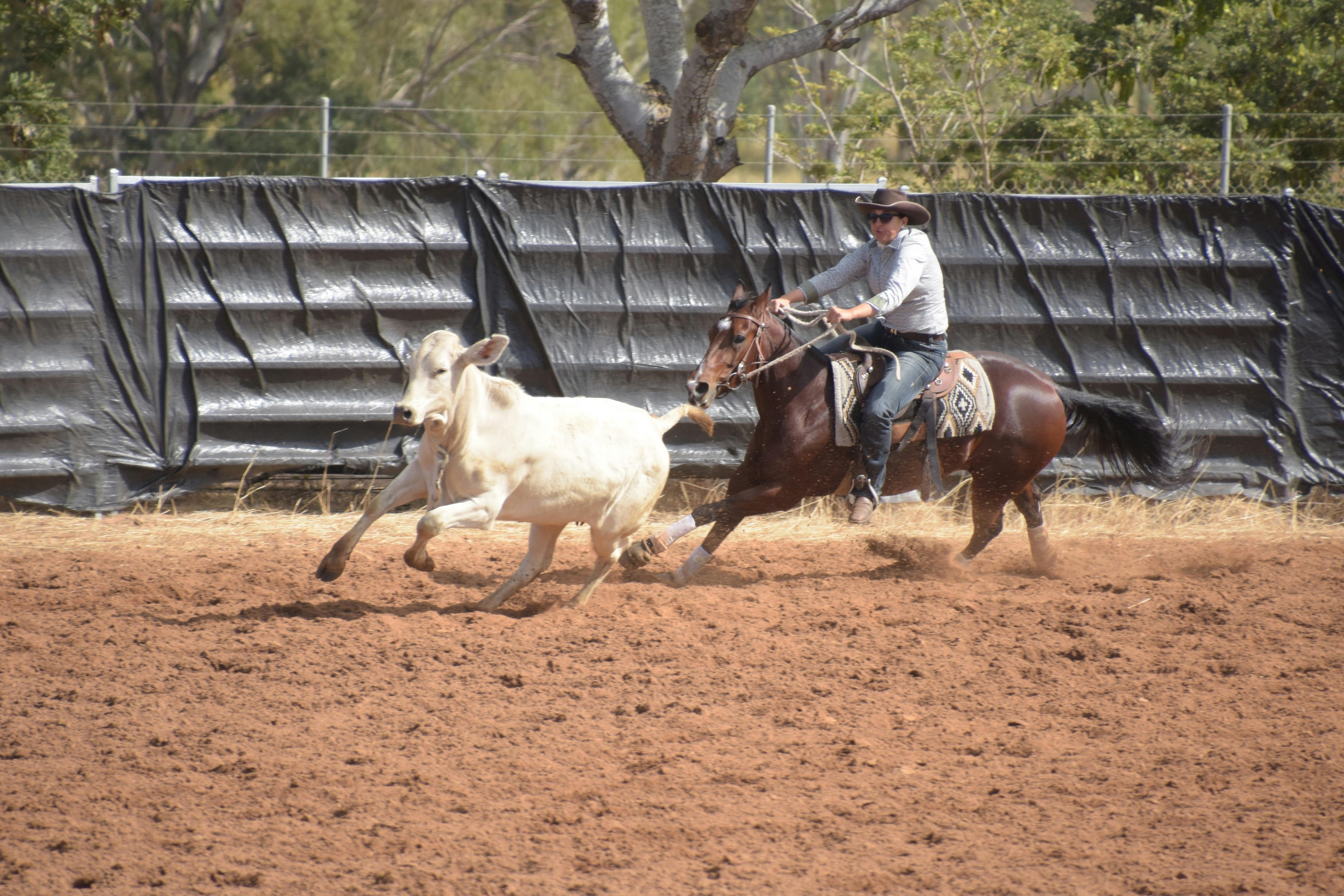 Campdrafting