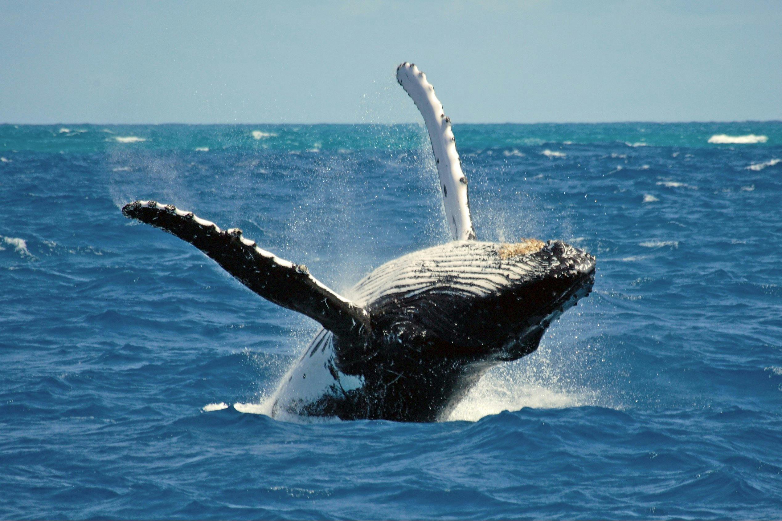 Whale during cruise in Port Stephens