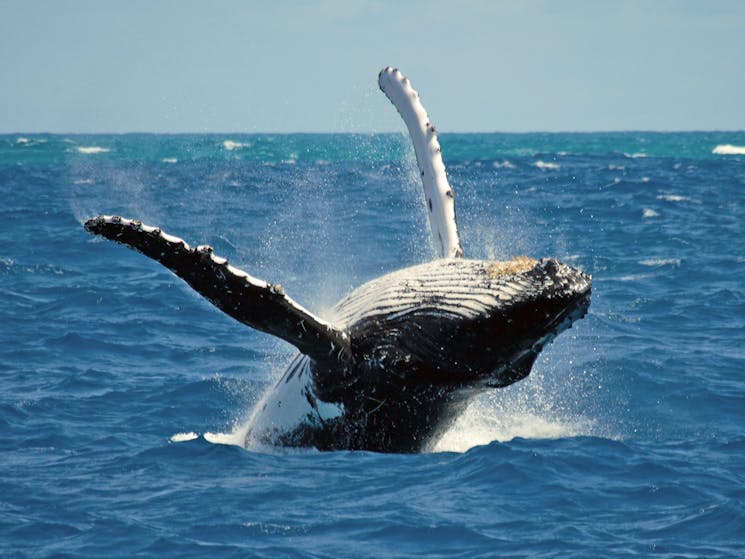 Whale during cruise in Port Stephens