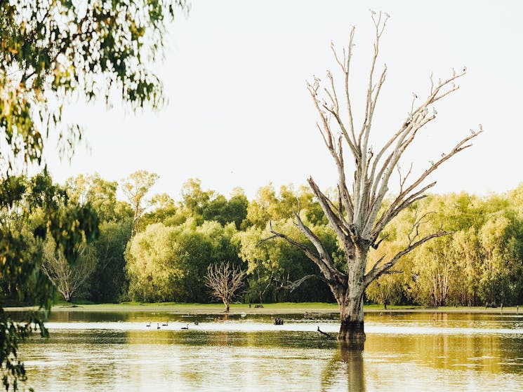 Wonga Wetlands